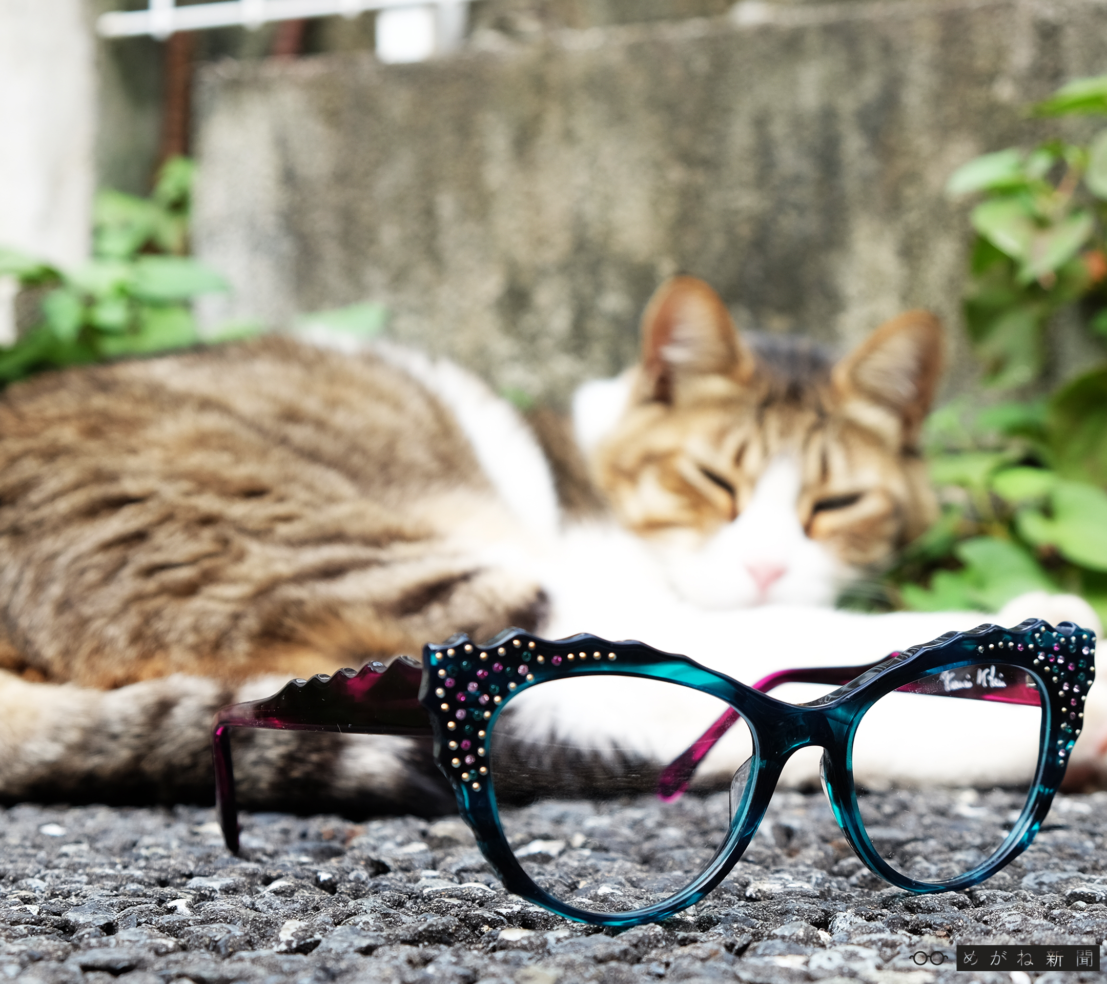 猫とめがねと萌え死にする私 めがね新聞 メガネ 眼鏡